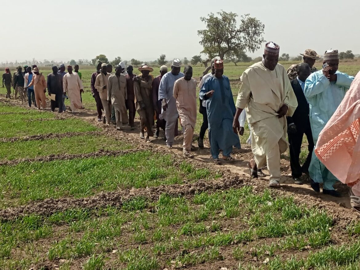 Gombe dry rice